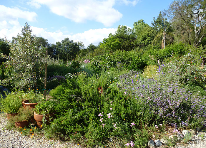 The Ranch site, once a gravel parking lot, has been transformed into a thriving ecosystem. The secret? Mulch! Photo by Kyra Saegusa.