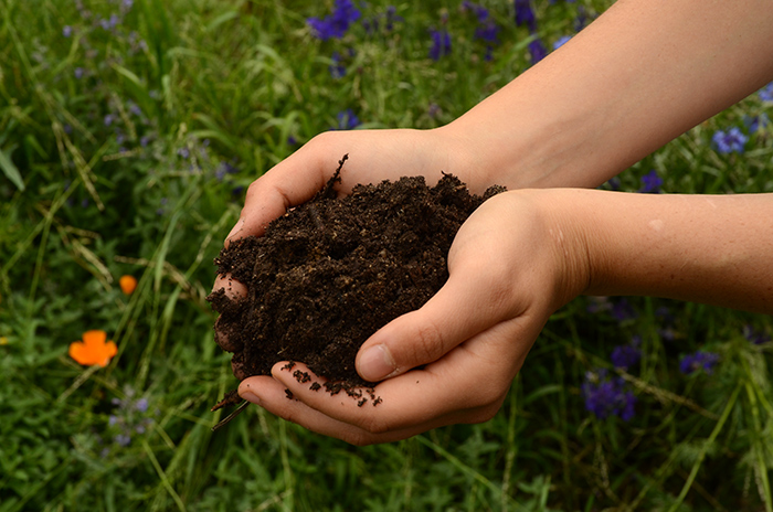 In roughly six months, sheet mulching produces rich compost, teeming with soil life. Photo by Lisa Blackburn.