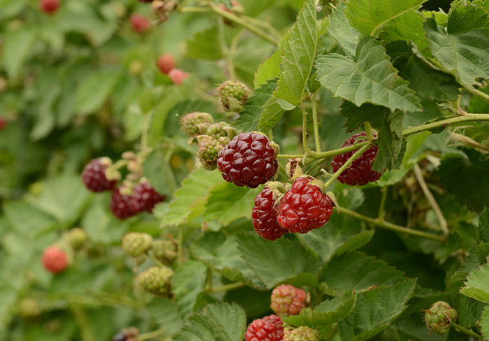 Boysenberries thrive in the Ranch Garden’s rich soil. Photo by Lisa Blackburn.