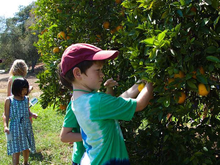 Children took their task seriously—searching out big, round, firm oranges to make their juice. Photo by Deborah Miller.