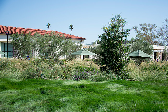 Want to recreate this wavy meadow look? The “lawn” in front of the Munger Research Center comes from rolls of “Native Mow Free” sod, a mix of three grasses field-grown together. Photo by Kate Lain.