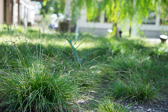 This short, grass-like sedge, Carex divulsa, grows under pepper trees near the parking lot. Photo by Kate Lain.