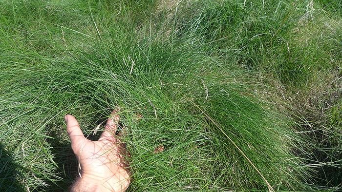 “Native Mow Free” can tolerate some foot traffic. You can also sow wildflower seeds into the mix, which we’ll try this fall. Photo by Scott Kleinrock.