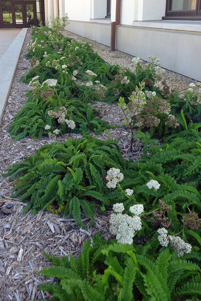Yarrow is a tough, evergreen plant that makes a good lawn alternative. But beware: if you let the flower stalks grow and dry out, then mowing becomes difficult. Photo by Scott Kleinrock.