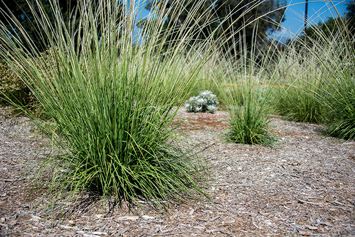Deergrass is easy to grow, drought-tolerant, and large. To show off this plant’s beautiful flower stocks, plant five feet apart. Photo by Kate Lain.