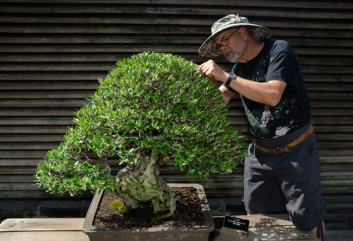 Ted Matson, The Huntington’s resident bonsai expert, grooms an olive tree designed by the late John Naka. The art of bonsai, says Matson, is like “sculpture with living plant material.” Photo by Lisa Blackburn.
