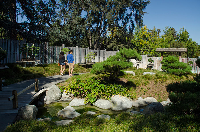More than 400 miniature trees make up the bonsai collections at The Huntington. About 70 trees, designed by masters of the art form, are on public display in the Japanese Garden’s Bonsai Courts. Photo by Lisa Blackburn.