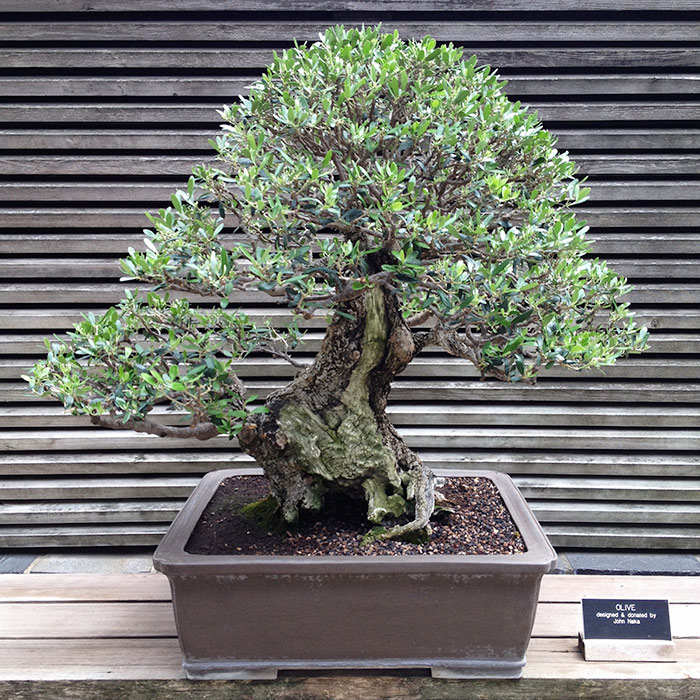 John Naka’s olive tree, donated to The Huntington in the 1990s, has been selected for display in the Artisan’s Cup exhibition at the Portland Museum of Art, which will be held Sept. 25–27. Photo by Lisa Blackburn.