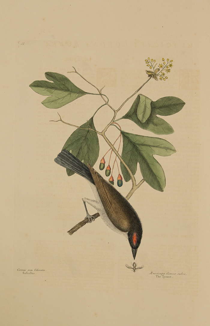 The Tyrant bird on a sprig of sassafras. Natural history of Carolina, Mark Catesby. London, 1731. Volume 1, plate 55. The Huntington Library, Art Collections, and Botanical Gardens. Photo by Kate Lain.