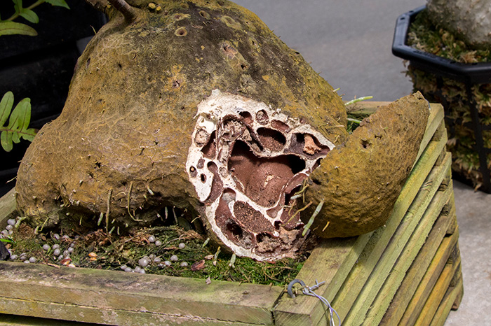 Cutaway view of the caudex of a different Hydnophytum specimen in The Huntington’s collections. Photo by Kate Lain.