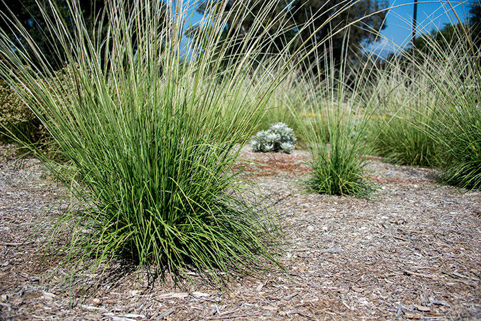 Deergrass is easy to grow, drought-tolerant, and large. To learn more about this and other plants that require little water, read “If Not Lawn, Then What?" Photo by Kate Lain.