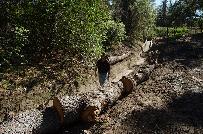Botanical staff member Daniel Goyette inspects a drainage canal and water detention basin designed to prevent flooding in the Chinese and Japanese gardens. Both gardens lie in the natural path of seasonal water flows. The logs along the edge of the canal will help keep out debris. Photo by Lisa Blackburn.