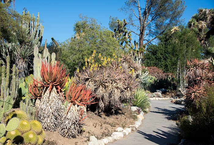 The Desert Garden is particularly vibrant in winter. Drought has concentrated the levels of anthocyanin pigment, casting a red hue in plants such as Aloe pluridens, foreground. Photo by Kate Lain.