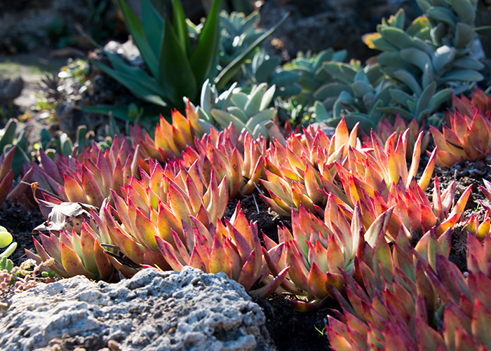 The red tinge of Echeveria agavoides x E. colorata, is even more pronounced this year. Photo by Kate Lain.