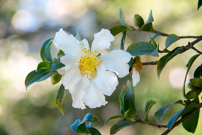 Camellias of all shades are in bloom. The papery white single flowers of Camellia sasanqua ‘Wave Crest’, can be seen across from the main entrance of the Chinese Garden. Photo by Kate Lain.
