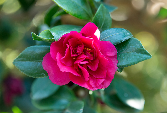 The crimson flowers of Camellia hiemalis ‘Bonanza’, have a musky scent, and petals that flutter to the ground, creating a carpet of blooms. Photo by Kate Lain.