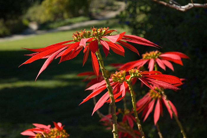 The Euphorbia pulcherrima off the South Terrace of the Huntington Art Gallery is unlike the poinsettia you’ll find in nurseries. Photo by Lisa Blackburn.