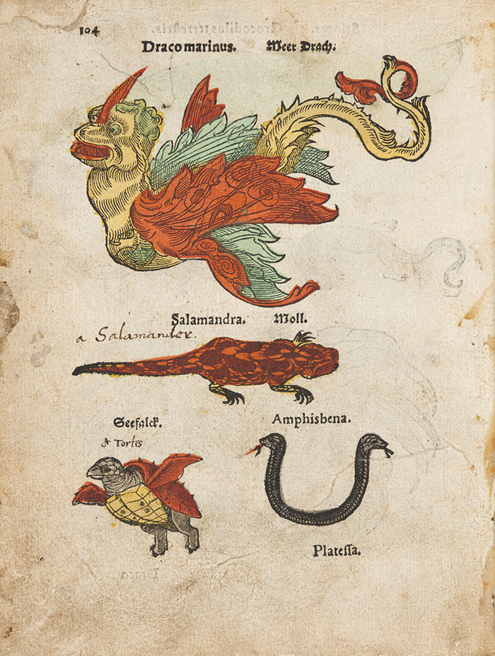 In his scientific writing, Thomas Browne reveled in the mysteries of nature—how a caterpillar turns into a butterfly, for instance, or why stones and flowers assume certain regular shapes. He also debunked myths about fantastical creatures, such as the phoenix, the gryphon, and the amphisbaena (a mythical serpent with a head at each end). Detail from Christian Egenolff’s Herbarum, arborum, fructicum, frumentorum ac leguminum, 1552. The Huntington Library, Art Collections, and Botanical Gardens.