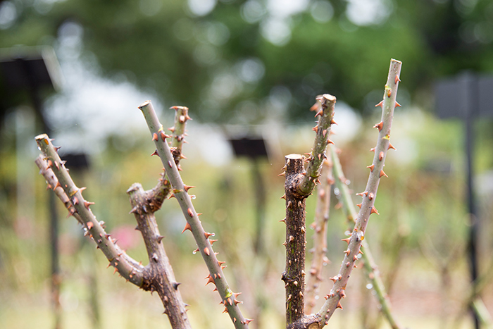 Has hard pruning left your rose garden looking like this? You might consider mild-climate bulbs that bloom at different times than roses. Photo by Kate Lain.