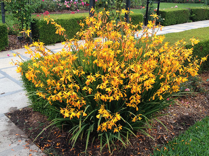Summer flowering Crocosmia ‘George Davidson’ features medium tall spikes of intense golden yellow blooms. Photo by Tom Carruth.