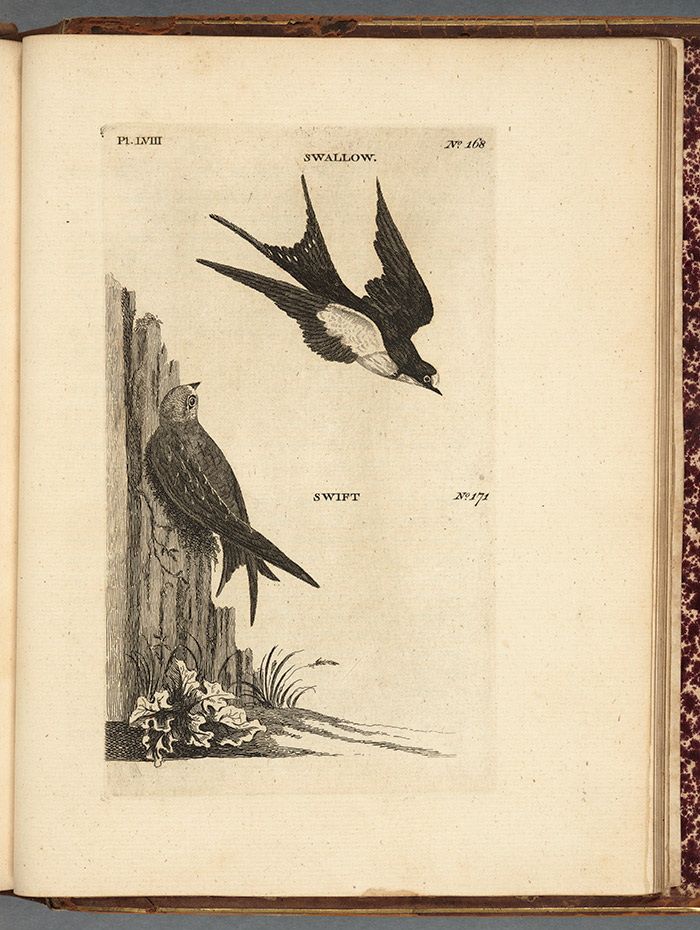 Illustration from Pennant’s British Zoology. The migrations of birds, and particularly of swift and swallow species, fascinated Pennant, Gilbert White, and other 18th-century European naturalists. The Huntington Library, Art Collections, and Botanical Gardens.