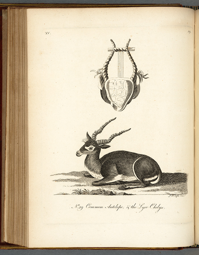 Illustration from Pennant’s History of Quadrupeds. In his description of the antelope, Pennant notes the use of this species’ horns in the production of some lyres—an instrument associated with song and poetry—and quotes verses from the Roman poet Horace. The Huntington Library, Art Collections, and Botanical Gardens.