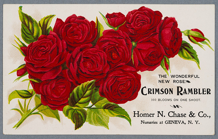 Of the tens of thousands of colorful trade cards printed by 1900, those made to promote nursery and seed companies are among the richest sources of color lithography. The process boosted an industry whose sales relied on vivid illustrations to capitalize on the American garden movement. The Wonderful New Rose Crimson Rambler, trade card, ca. 1900, Vredenburg & Co. Rochester NY, color lithograph on paper, 3½” x 5¾”. Gift of Jay T. Last. The Huntington Library, Art Collections, and Botanical Gardens.