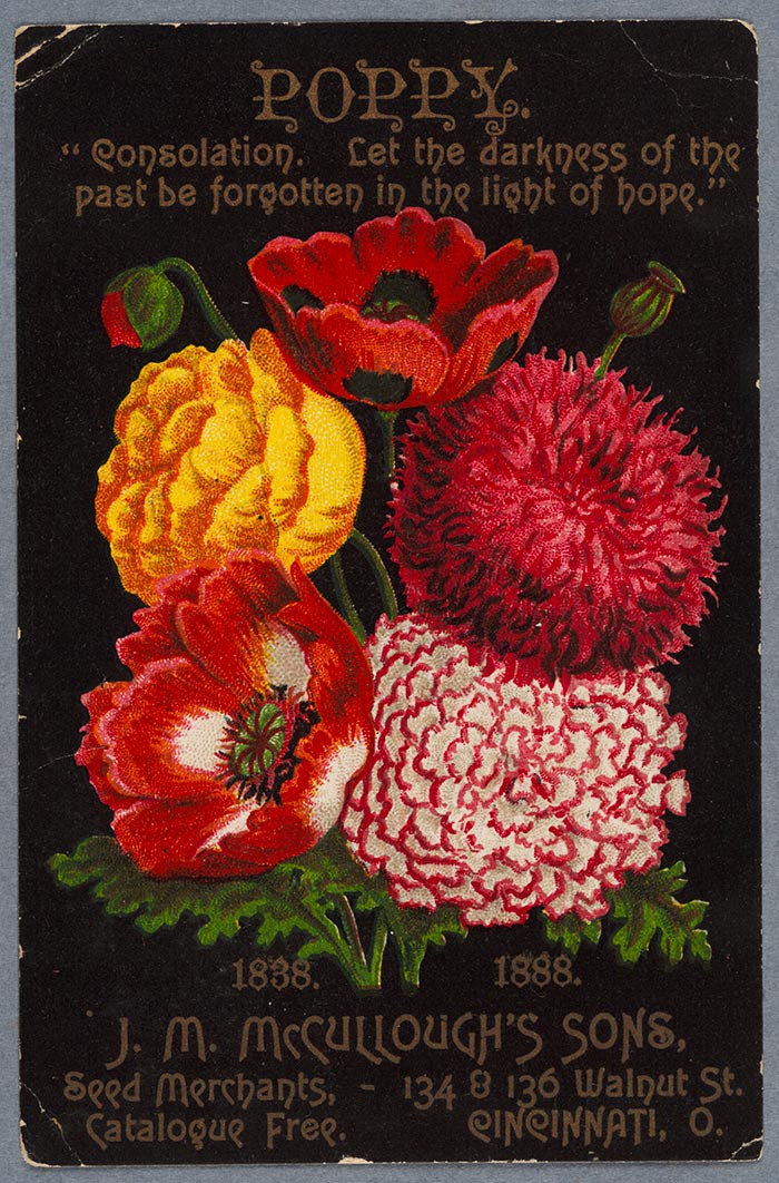 Cincinnati seed merchants J. M. McCullough’s Sons issued this stock trade card in 1888 to promote its latest selection of bulb varieties, and to celebrate 50 years of business. The company’s name, location, and significant dates are overprinted on the front. Text printed on back reminded the customer that “Holland bulbs and flower roots” were available for “Fall planting, Winter and Spring blooming. Now is the time to Plant! Call at the store or send for our beautifully illustrated catalogue, free.” Poppy, trade card, 1888, unidentified printer, color lithograph on paper, 4¾” x 3”. Gift of Jay T. Last. The Huntington Library, Art Collections, and Botanical Gardens.