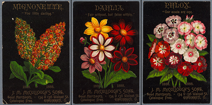 Even eye-catching trade cards like these were created for temporary use and expected to be discarded. However, the combination of attractive images printed in full color and a clever marketing strategy to issue cards in sets made them irresistible to collect and save. Mignonette, Dahlia, Phlox, trade cards, 1888, unidentified printer, color lithograph on paper, 4¾” x 3”. Gift of Jay T. Last. The Huntington Library, Art Collections, and Botanical Gardens.