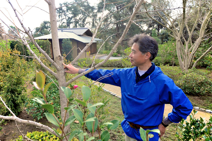 Yamada was relieved to see that a Ginkgo biloba tree had regained the height it had lost during a 2013 windstorm. Photo by Andrew Mitchell.