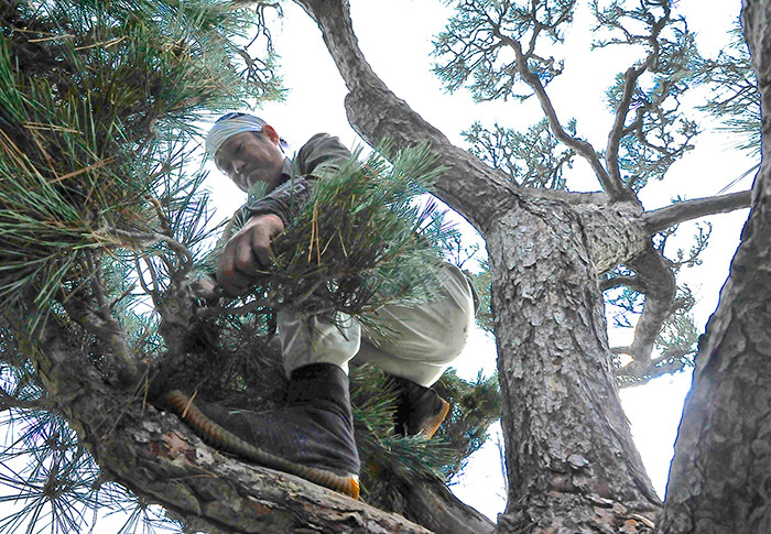 To trim a mature Japanese pine tree, Tomohiko Kawamura had to clamber up a ladder to reach inside its clusters of branches. Photo by Andrew Mitchell.