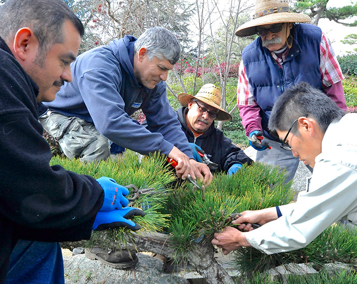 Members of The Huntington’s crew for Asian gardens join Fumitaka Hano for hands-on pruning lessons. Photo by Andrew Mitchell.
