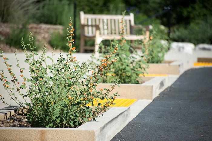 Sphaeralcea ambigua, desert mallow, thrives in extremely hot, dry areas, such as this concrete planter near the bus drop-off area. Shown here is the variety with apricot-colored blooms. Photo by Kate Lain.