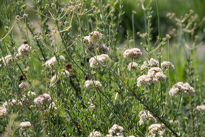 Looking for something that will grow on a hillside with poor soil? Eriogonum fasciculctum, California buckwheat, may be the ticket. Photo by Kate Lain.