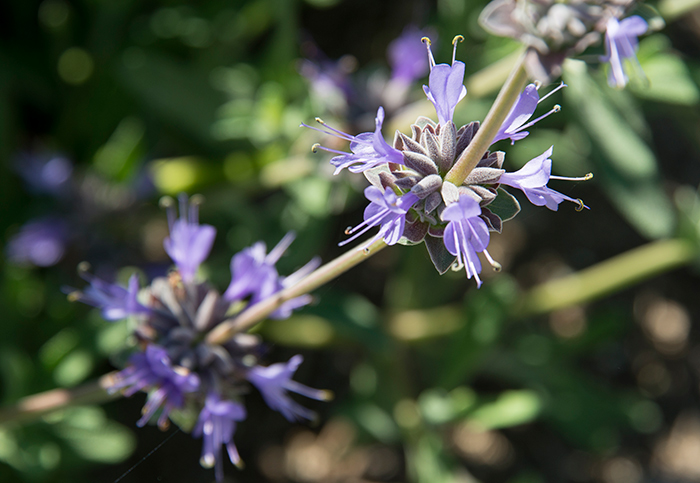 The fragrance of the tough and beautiful Salvia clevelandii ‘Winnifred Gilman’ can infuse an entire garden. Photo by Kate Lain.