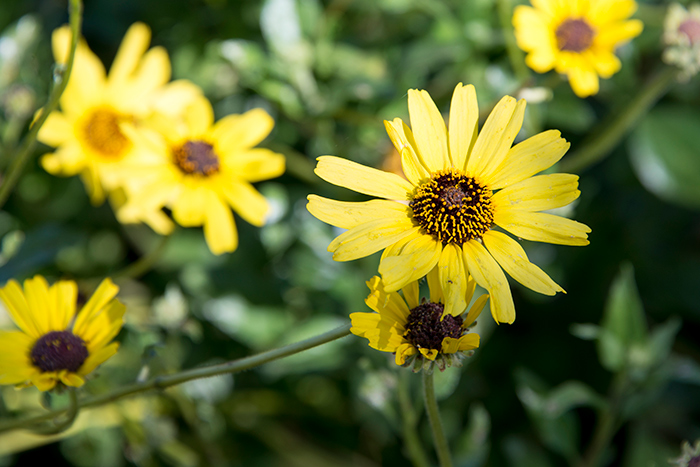 Want some quick color while waiting for slow-growing shrubs to become established? Encelia californica, coast sunflower, grows quickly and produces big bunches of bright yellow flowers. Photo by Kate Lain.