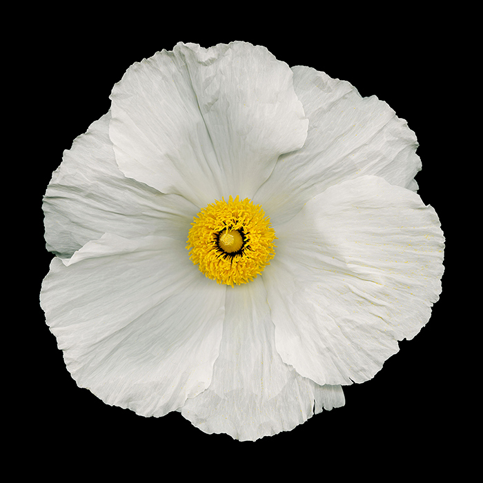 Matilija poppy (Romney coulter). Photo by David Leaser.