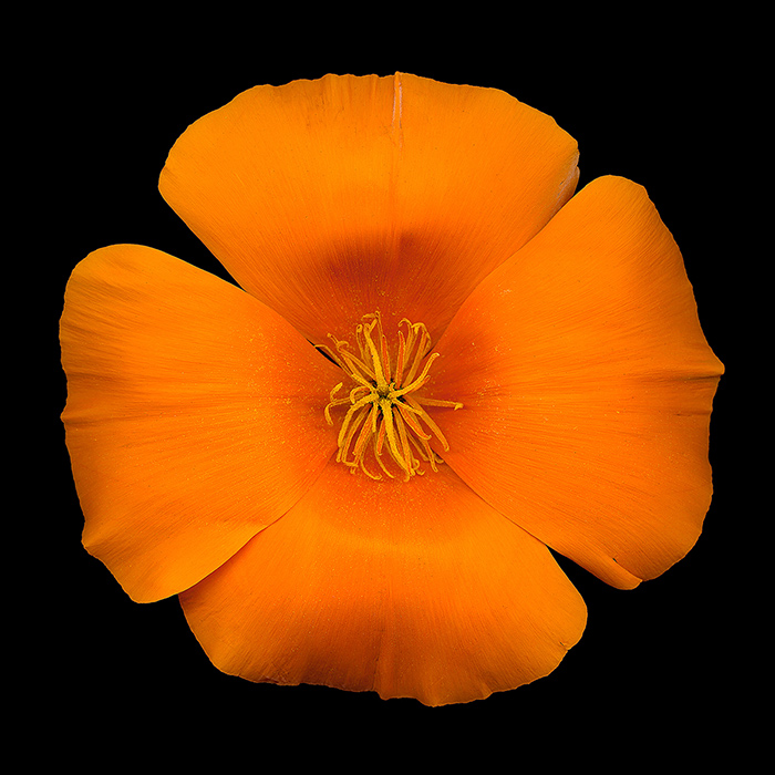 California poppy (Eschscholzia californica). Photo by David Leaser. 