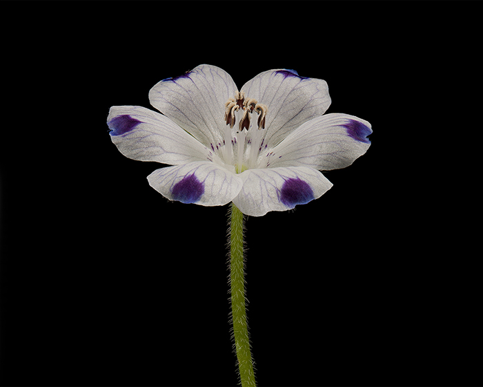  Five spot (Nemophila maculate). Photo by David Leaser.