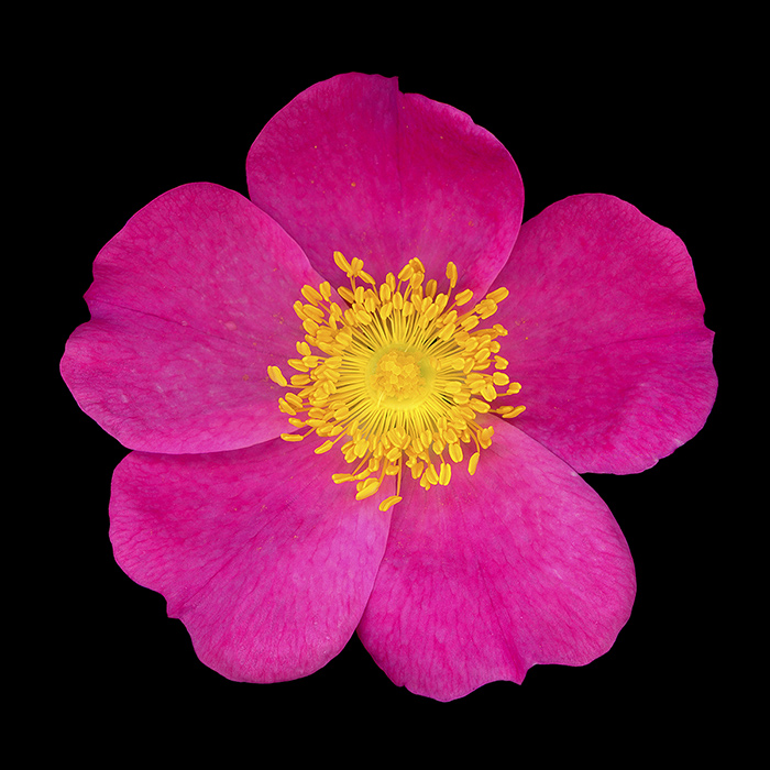 California wild rose (Rosa californica). Photo by David Leaser. 