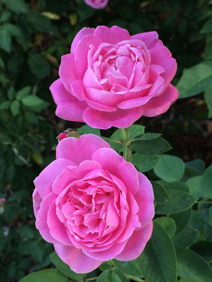 Introduced sometime before 1840, the ‘Hermosa’ China rose became popular in Europe for its compact shape and lavender-pink blooms. Photo by Tom Carruth.