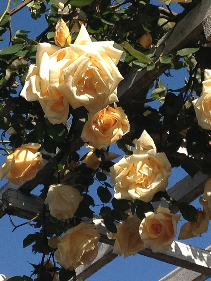 The ‘Lady Hillingdon’ Tea rose is prized for its apricot yellow blooms and long buds. Photo by Tom Carruth.