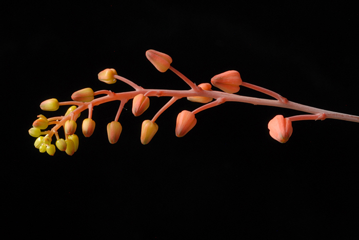 The tiny Madagascar native Aloe descoingsii is a repeat bloomer—flowering nearly year-round—whose slender stalks bear urn-shaped, scarlet-orange flowers with yellow tips. Photo by Karen Zimmerman.