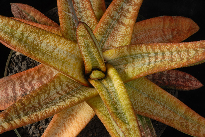 The variegated yellow and red-blushed leaves of this Gasteria batesiana from South Africa set it apart from the typical form of the species with green leaves. Photo by Karen Zimmerman.