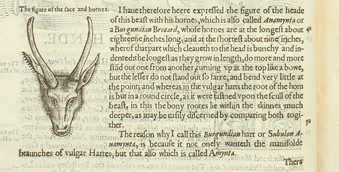 Detail from Edward Topsell’s The historie of foure-footed beastes, London, 1607. The Huntington Library, Art Collections, and Botanical Gardens.