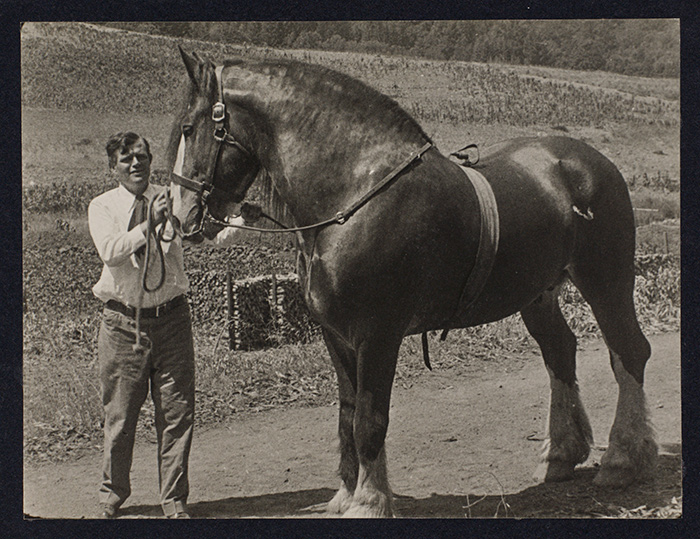 Jack London with Neuadd Hillside, his prize-winning Shire stallion, on his Beauty Ranch in Glen Ellen, California, ca. 1905–1910. The Huntington Library, Art Collections, and Botanical Gardens.