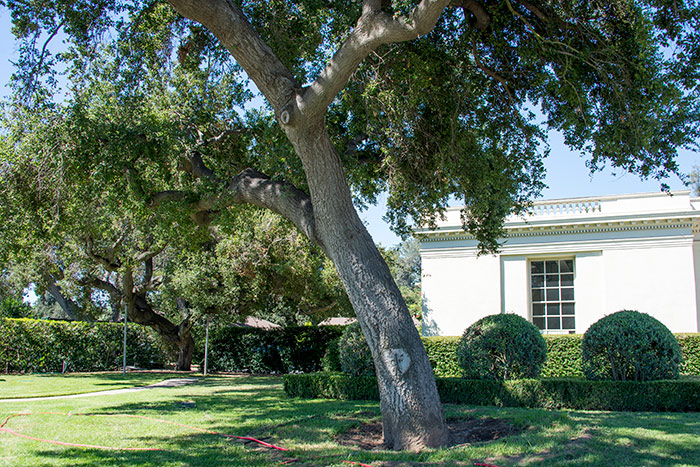 Growth had slowed on this coast live oak (Quercus agrifolia) near the Boone Gallery. Photo by Kate Lain.