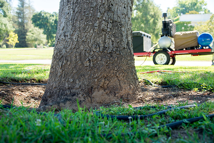 Over time, soil accumulates around a tree’s trunk, cutting off the air supply. Help is on the way, in the form of an air spade attached to an air compressor, seen here in the background. Photo by Kate Lain.