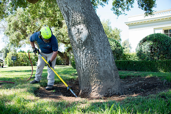 Huntington arborist Daniel Goyette uses an air spade to dislodge excess soil and expose the tree’s buttress roots. Photo by Kate Lain.