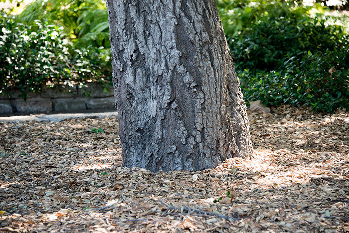 Another coast live oak requires treatment. The base of a tree trunk should flare. When it looks like a straight telephone pole, there’s generally a problem. (Homeowners sometimes create a similar issue by planting a tree too deep.) Photo by Kate Lain.